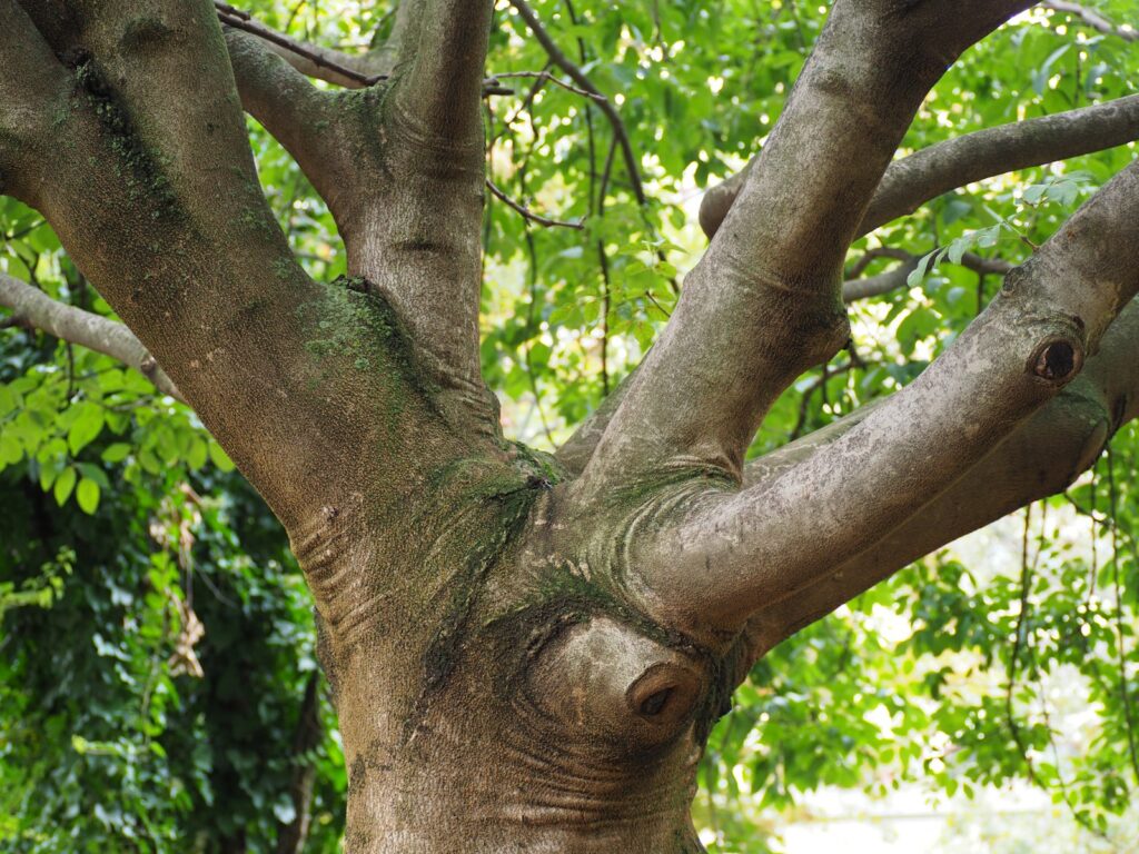 a close up of the trunk of a tree