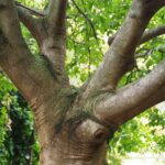 a close up of the trunk of a tree